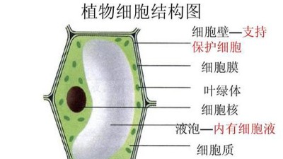 果膠酶纖維素酶助力植物提取天然成分