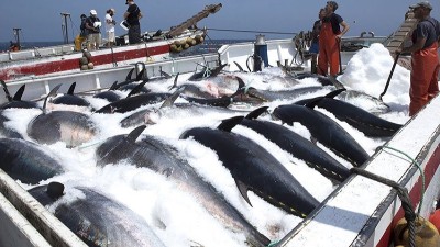 生產(chǎn)金槍魚肽選用哪款酶制劑？