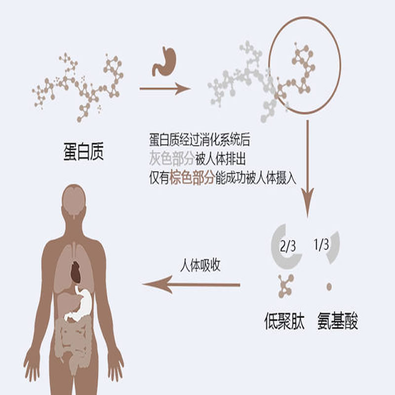 酶制劑在人體的反應過程